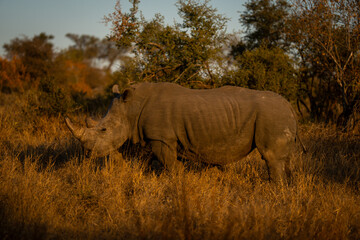 White rhino stands in clearing watching camera © Nick Dale