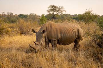Obraz premium White rhino stands grazing in grassy clearing