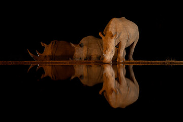 White rhinos reflected in waterhole at night