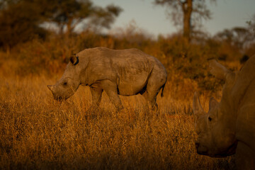 Fototapeta premium White rhino watches calf walking across clearing
