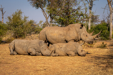 White rhino stands over two others sleeping