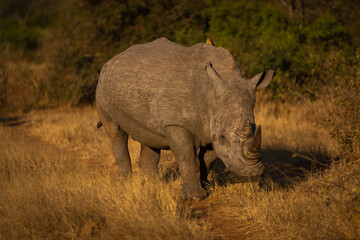 White rhino walks along track in clearing
