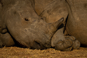 Young white rhino lies asleep beside another