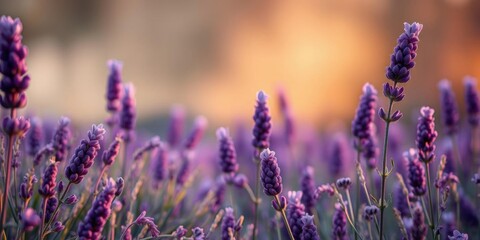 Obraz premium Sunset Lavender Field Blooming Purple Flowers Nature Beauty