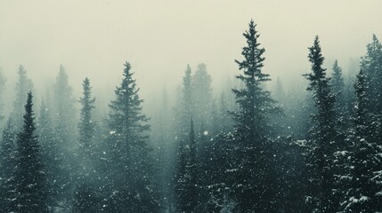 Obraz premium Snowfall over dense pine forest in winter 