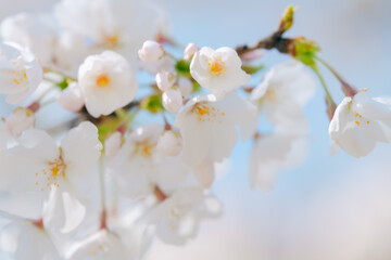 2025年の有栖川宮記念公園に咲く桜の花