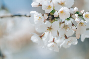 Fototapeta premium 2025年の有栖川宮記念公園に咲く桜の花