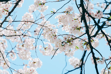 2025年の有栖川宮記念公園に咲く桜の花