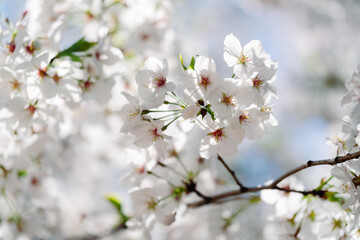 Fototapeta premium 2025年の有栖川宮記念公園に咲く桜の花
