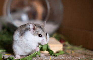 hamster eating grass in his cage Campbell's Hamster