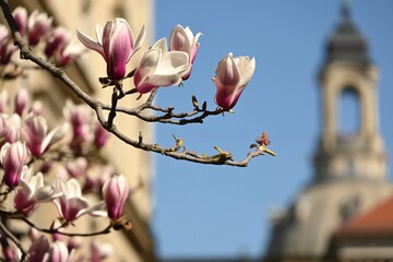 magnolia tree blossom