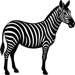 zebra vector illustration