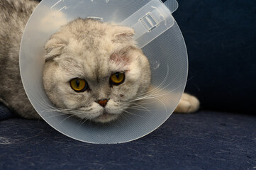 Playful cat in a recovery cone relaxing on a cozy couch after a visit to the vet