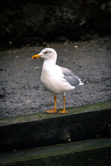 seagull on the pier