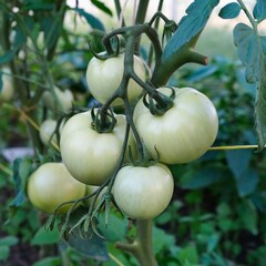 Close-up of green ripening organic tomatoes on a branch growing in soil with natural fertilizer in a greenhouse. Healthy vegetarian food.