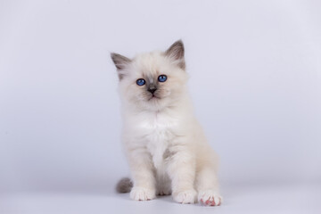 Sacred Birman Cat, birma kitten on a white background