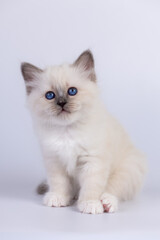 Sacred Birman Cat, birma kitten on a white background