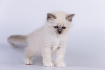 Fototapeta premium Sacred Birman Cat, birma kitten on a white background