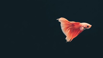 Fototapeta premium Elegant Betta Fish Swimming Against Dark Background 