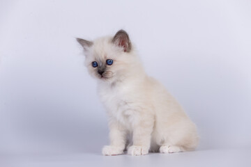 Sacred Birman Cat, birma kitten on a white background