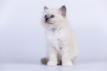 Sacred Birman Cat, birma kitten on a white background