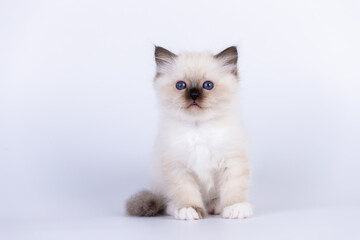 Sacred Birman Cat, birma kitten on a white background