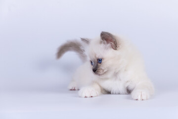 Sacred Birman Cat, birma kitten on a white background