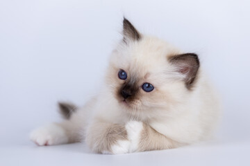 Fototapeta premium Sacred Birman Cat, birma kitten on a white background