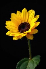 Obraz premium Single sunflower blossom, intense yellow against inky black , single, detail