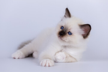 Sacred Birman Cat, birma kitten on a white background