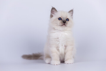 Sacred Birman Cat, birma kitten on a white background