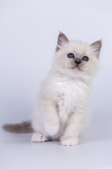 Sacred Birman Cat, birma kitten on a white background