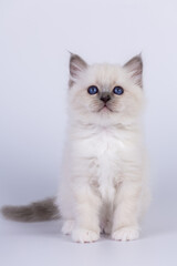 Sacred Birman Cat, birma kitten on a white background