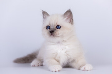 Sacred Birman Cat, birma kitten on a white background