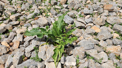 Italian arum (Arum italicum), with its vibrant green leaves, joins the exuberance and awakening of...