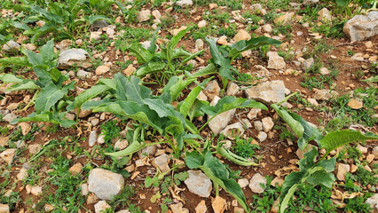 Italian arum (Arum italicum), with its vibrant green leaves, joins the exuberance and awakening of spring on the slopes of the Taurus Mountains, blending effortlessly into the natural beauty of season