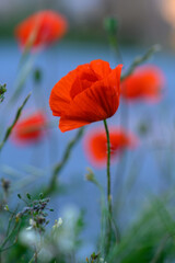 Vivid poppies bloom gracefully by the serene lake, showcasing nature's beauty in vibrant red tones during a warm spring afternoon