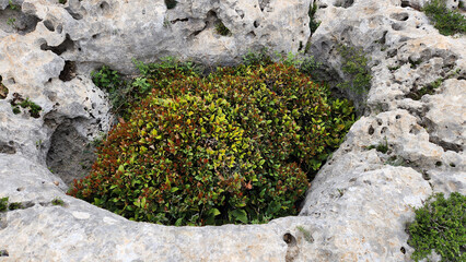 That bay laurel (Laurus nobilis) has found such a perfect spot in a rock hollow, greeting the...