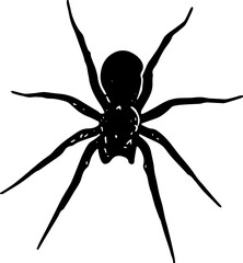 spider isolated on white background