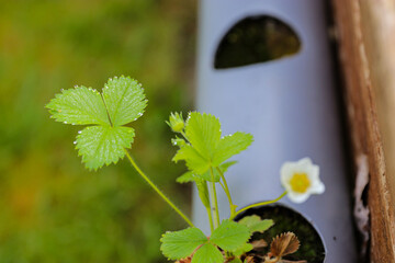 Close up of young green strawberry plant leaves and white blossom flowers growing in the garden 