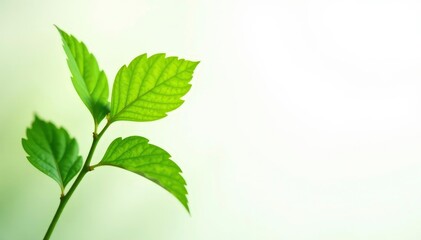 Fototapeta premium Vibrant green sapling against bright white backdrop , studio, photography
