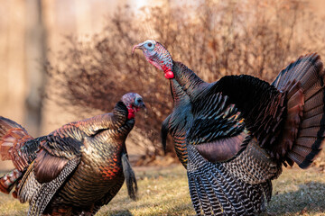 Wild turkeys posturing and then face biting, fighting, near Hartford, Wisconsin in late January