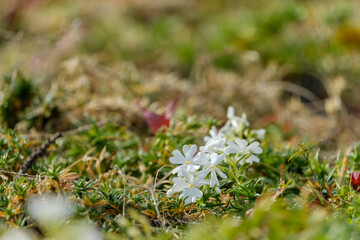 白く可憐なシバザクラの花