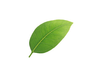 Fototapeta premium High-resolution image of Green leaf, isolated on a pure white background. Reduce CO2 emission concept.Clean and friendly environment without carbon dioxide emissions.With clipping path.