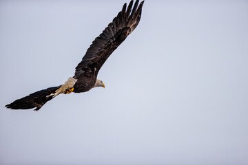 Bald Eagle release by REGI - Raptor Education Group, Inc, of Antigo, Wisconsin, released along the Wisconsin River at Prairie du Sac, February 1, 2025