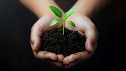 Hands Gently Holding Small Plant with Soil for Growth, Nurturing, and Environmental Care Concepts