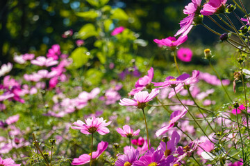 秋の陽射しに輝くコスモスの花畑