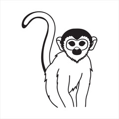 Rainforest Spider Monkey – A Swinging Canopy Dweller