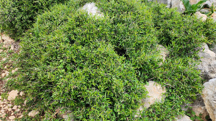 Among the rocky terrain of Mediterranean coastal regions, diverse maquis plants thrive, with hardy...