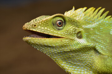 close up of a green chameleon